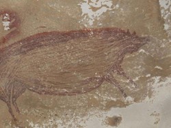 Lukisan Hewan Tertua Dunia Ditemukan di Sulawesi, Usianya 45.500 Tahun