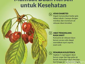 Mengenal Manfaat Daun Kersen untuk Kesehatan Mengenal Manfaat Daun Kersen untuk Kesehatan