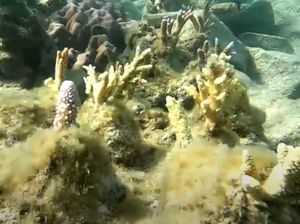 My Trip My Adventure: Nyobain Menanam Karang di Laut