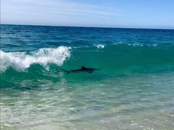 Penampakan Hiu Bikin Traveler Kalang Kabut dan Lari dari Air