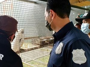 Pelihara-Jual Burung Langka di Sukabumi, Warga Jakarta Ditangkap Pelihara-Jual Burung Langka di Sukabumi, Warga Jakarta Ditangkap