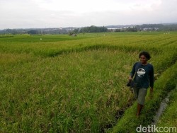 36 Hektare Sawah di Ciamis Rusak Diserang Hama Tikus