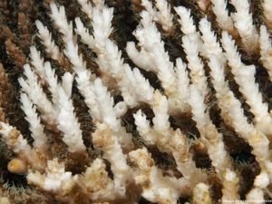 Taiwan Laporkan Kematian Massal Terumbu Karang