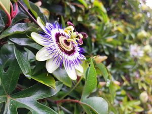 Terekam CCTV! Aksi Pencurian Tanaman Hias di Maros