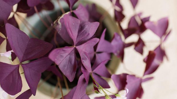 Purple Oxalis Triangularis