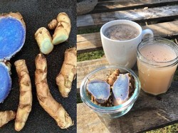 Bukan Kuning, Kunyit Langka Ini Warnanya Biru Kehitaman