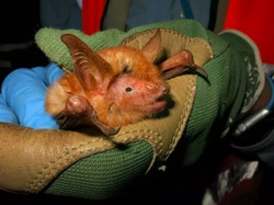 Ditemukan Spesies Baru Kelelawar Berwarna Oranye