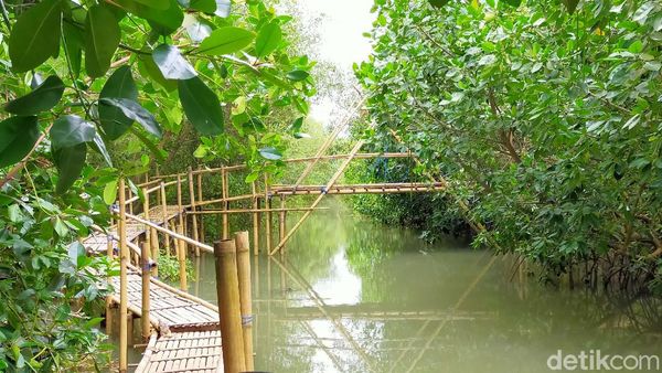 Foto: Pantai Tempat Konservasi Cemara, Penyu dan Bakau di Banyuwangi