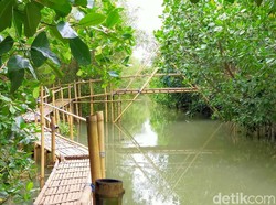 Melihat Konservasi Cemara, Penyu dan Bakau di Pantai Cemara Banyuwangi