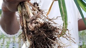 Pertama di RI, Benih Bawang Putih Hasil Ultra Fine Bubble