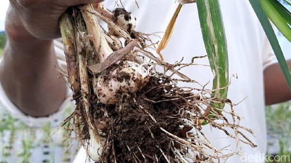 Pertama di RI, Benih Bawang Putih Hasil Ultra Fine Bubble
