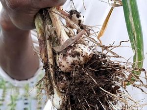 Pertama di RI, Benih Bawang Putih Hasil Ultra Fine Bubble