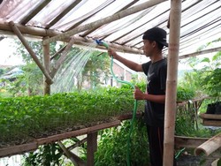 Mau Sukses Bisnis Bibit Sayuran Modal Rp 500 Ribu? Begini Caranya