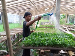 Satpam Banting Setir Jual Bibit Sayuran Modal Rp 500 Ribu, Mau Coba?