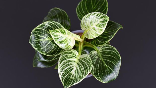 Top view of small tropical 'Philodendron Birkin' hybrid house plant with beautiful white line patterns on dark green leaves on black background