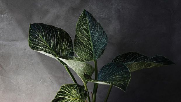 Art of Philodendron Birkin with cement wall background