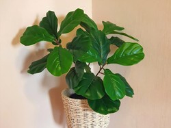 7 Tanaman Hias Ini Tidak Mudah Dirawat, Pikir Dulu Sebelum Beli