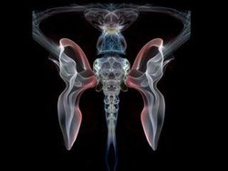 Tes Kepribadian: Gambar Kupu-kupu atau Ikan yang Pertama Kali Kamu Lihat?