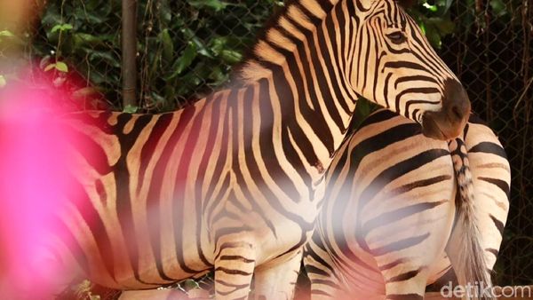 Melihat Koleksi Satwa di Bandung Zoo