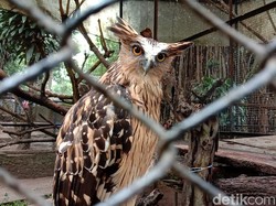 Jalan-jalan Seru di Akhir Pekan, ke Bandung Zoo Saja
