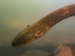 Fenomena Alam: Belut Listrik di Amazon Setrum Mangsa Sambil Mengeroyoknya