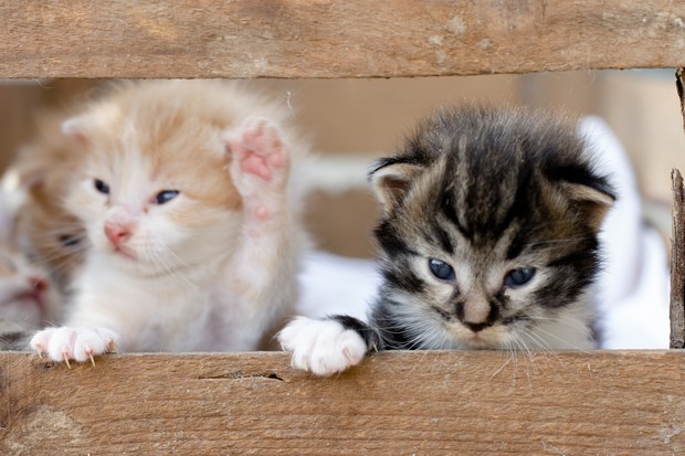 jilatan kucing/sumber:pixabay.com jilatan kucing