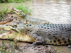 Kisah Buaya Bernama Krakatau dan Madonna: Sudah Jalan Bareng, Belum Mau Kawin