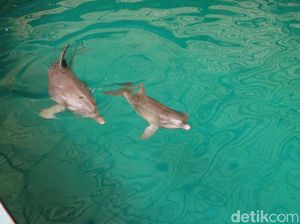 Lumba-lumba Hidung Botol Bedakan Bestie atau Bukan Lewat Urine