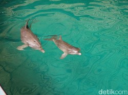 Lucinta Luna Dikecam, Ini Aturan soal Pertunjukan Lumba-lumba