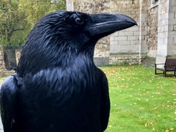 Merlina, Si Ratu Gagak Inggris Dikabarkan Meninggal Dunia