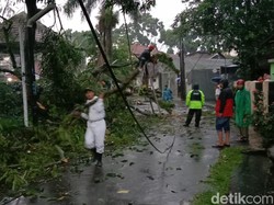 Hujan Deras Terjang Bandung, Pohon Setinggi 15 Meter Tumbang