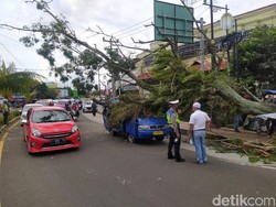 Pohon Tumbang Timpa Mobil Pikap-Angkot di Cianjur, 2 Orang Luka