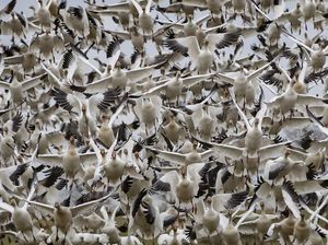 Potret Migrasi Besar-besaran Angsa Salju di Kanada Potret Migrasi Besar-besaran Angsa Salju di Kanada