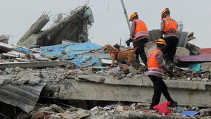 Anjing Pelacak Dikerahkan untuk Evakuasi Korban Gempa Mamuju