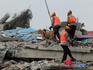 Anjing Pelacak Dikerahkan untuk Evakuasi Korban Gempa Mamuju Anjing Pelacak Dikerahkan untuk Evakuasi Korban Gempa Mamuju