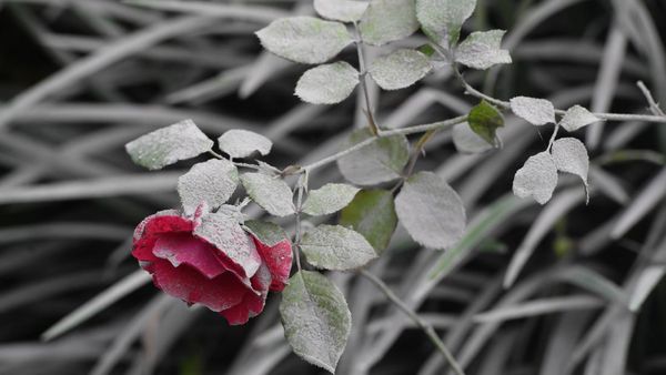 Desa di Lumajang Diselimuti Abu Imbas Erupsi Gunung Semeru