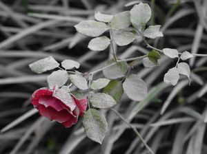 Desa di Lumajang Diselimuti Abu Imbas Erupsi Gunung Semeru