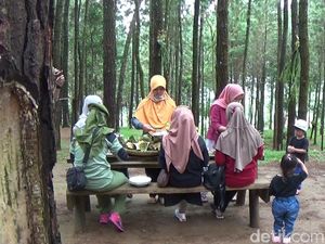 Nikmatnya Santap Nasi Jagung dan Pepes Telur di Tengah Hutan Pinus