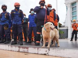 Basarnas Libatkan Anjing K9 dalam Pencarian Korban Gempa Sulbar