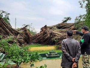 Beringin Berusia 141 Tahun di Alun-alun Lumajang Tumbang Terbelah Tiga