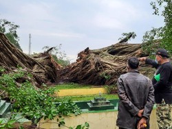 Beringin Berusia 141 Tahun di Alun-alun Lumajang Tumbang Terbelah Tiga