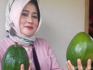 Bertanam Aligator Yuk! Alpukat Varietas Baru dari Blitar Sebesar Kepala Bayi