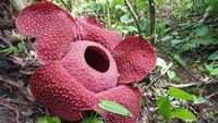 Mengenal Rafflesia, Bunga Langka di Agam Sumbar
