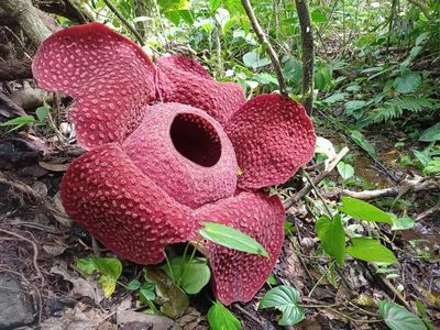 Mengenal Rafflesia, Bunga Langka di Agam Sumbar