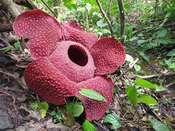 Mengenal Rafflesia, Bunga Langka di Agam Sumbar
