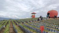 Serunya Menikmati Wisata Petik Stroberi di Solok