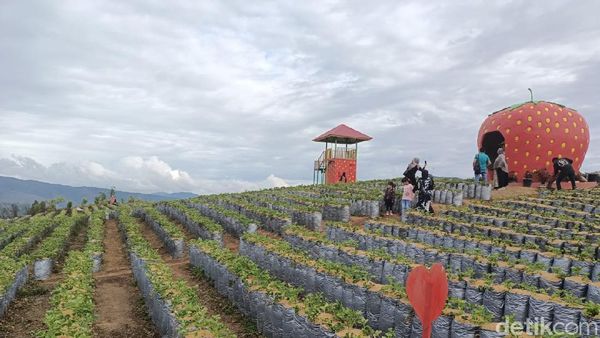 Serunya Menikmati Wisata Petik Stroberi di Solok