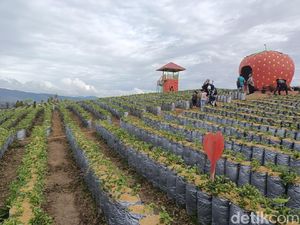 Serunya Menikmati Wisata Petik Stroberi di Solok