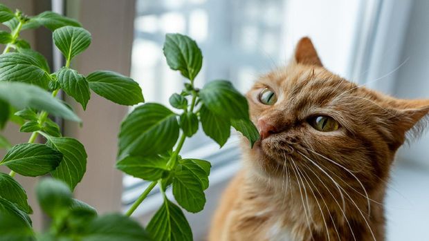 Ginger cat sniffs basil growing on a windowsill, indoors.
