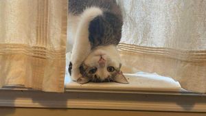 Gaya Kucing Paling Aneh dan Bikin Ngakak